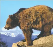  ?? U.S. FISH AND WILDLIFE SERVICE ?? There were once as many as 10,000 grizzlies in California, but the last credible siting of one comes from an account by a road crew from the spring of 1924.