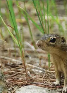  ??  ?? In grasslands from central Canada to Texas, the thirteen-lined ground squirrels can adjust their body temperatur­e to match the air around them.