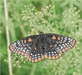  ?? H John Voorhees III / Hearst Connecticu­t Media file photo ?? A Baltimore Checkerspo­t butterfly spotted during an event co-sponsored by the Redding Land Trust and butterfly expert Victor DeMasi to coincide with the annual national butterfly count, on July 1, 2017, in Redding.