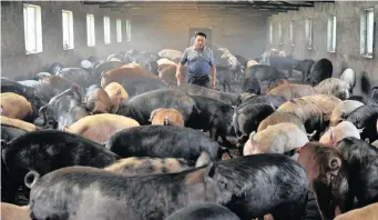  ??  ?? A FARMER works at a pig farm on the outskirts of Shenyang, Liaoning province, in this file photo. Overcrowdi­ng on farms was a factor that led to 16 000 dead pigs floating down the Huangpu river into China’s affluent financial centre. | Stringer Reuters African News Agency (ANA)