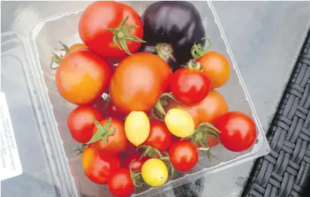  ??  ?? Sara Haney was away for a month last summer but still managed to grow a bumper tomato crop, thanks in large part to self-watering pots.