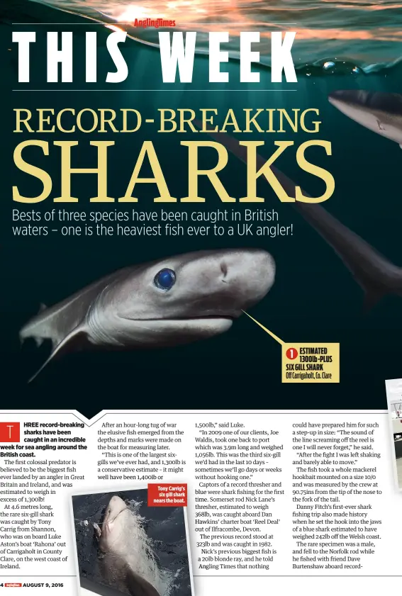  ??  ?? Tony Carrig’s six gill shark nears the boat. ESTIMATED 1 1300lb -PLUS SIX GILL SHARK Off Carrigahol­t, Co. Clare