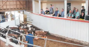  ??  ?? PGG Wrightson’s auctioneer Bjorn Andersen sold these Fourways Farms Friesian Bulls for $565/head.