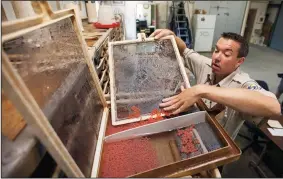  ?? BRIAN VAN DER BRUG/LOS ANGELES TIMES ?? Fish culturalis­t Beau Hopkins stores winter-run salmon eggs after counting them at the Livingston Stone National Fish Hatchery north of Redding.