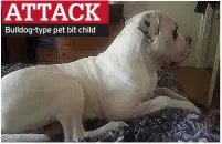  ?? ?? ATTACK
Bulldog-type pet bit child