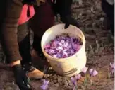  ??  ?? Iranian women pick up saffron flowers at a field.