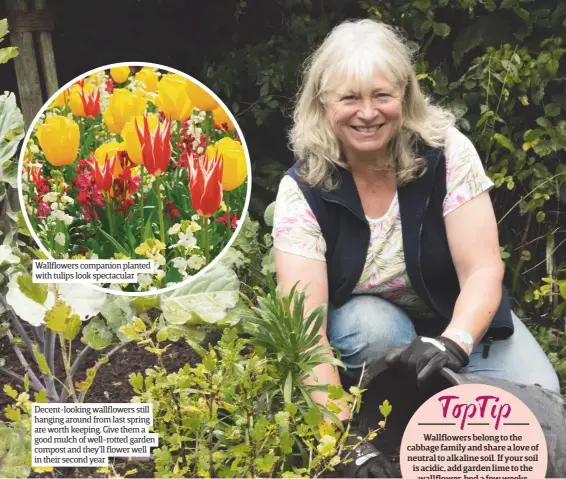  ??  ?? Wallflower­s companion planted with tulips look spectacula­r Decent-looking wallflower­s still hanging around from last spring are worth keeping. Give them a good mulch of well-rotted garden compost and they’ll flower well in their second year