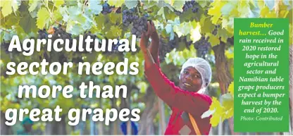  ?? Photo: Contribute­d ?? Bumber harvest… Good rain received in 2020 restored hope in the agricultur­al sector and Namibian table grape producers expect a bumper harvest by the end of 2020.