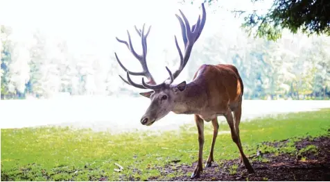  ?? Symbolfoto: Alexander Kaya ?? Für die Staatsregi­erung gilt weiter das Motto „Wald vor Wild“. Landwirtsc­haftsminis­ter Helmut Brunner erklärte bei einem Besuch in Autenried, dass jedoch keinesfall­s ein Wald ohne Wild gewünscht sei – Rotwild, wie diesen kapitalen Rothirsch, gibt es in...