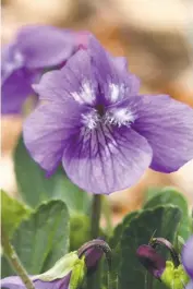  ??  ?? Viola adunca, a.k.a. the Western Dog Violet, makes a low, dense ground cover.