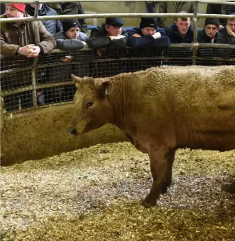  ??  ?? New Ross: This 665kg, 2018 Charolais heifer sold for €1,350
