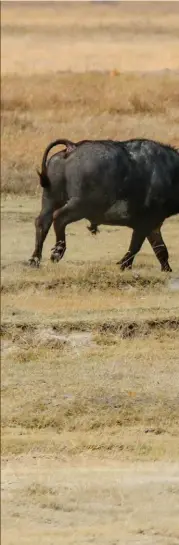  ??  ?? 9h15’33’’. Deux minutes ont passé. Sortant des pailles, un petit groupe de lions composé d’une mère et de ses deux rejetons, une jeune femelle et un jeune mâle, entre en scène et observe. Malgré ses 18 mois environ au regard de ses ocelles encore présentes, de sa stature et de sa rare crinière, le jeune mâle s’élance. Le buffle se met sur pied, tout comme les trois autres caffer mâles présents.