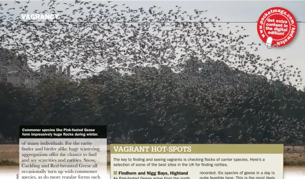  ??  ?? Commoner species like Pink-footed Geese form impressive­ly huge flocks during winter.