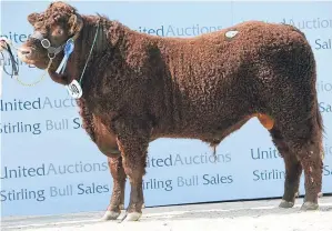  ?? Pictures: Ron Stephen. ?? Drumaglea Kes from P Boyd, Cornaigmor­e, Tiree, was the day’s top price at 12,000gns.