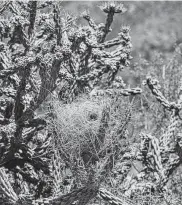  ?? Kathy Adams Clark / Contributo­r ?? Cactus wrens build breeding nest, alternate nests, and roosting nests. The ancillary nests may serve as faux nests to distract predators.