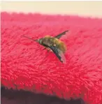  ??  ?? “This ‘bee-fly’ was found in our Monifieth garden today,” says a regular reader. “It appears to be a very unusual visitor. We’ve never seen anything like it.”