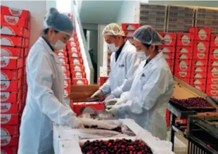  ?? ?? Workers at a cranberry growing base in Fuyuan, Heilongjia­ng Province, box up cranberrie­s on January 12