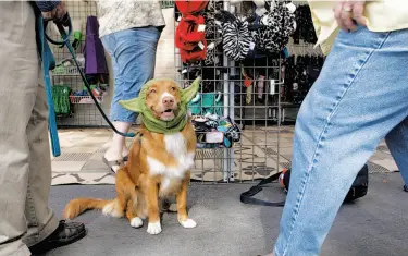  ?? Daniel E. Porter / The Chronicle ?? Sky, a tolling retriever, tries on a Yoda hat for her owners Joanne Blum and Mike Hardy at the dog show.