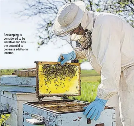  ??  ?? Beekeeping is considered to be lucrative and has the potential to generate additional income.