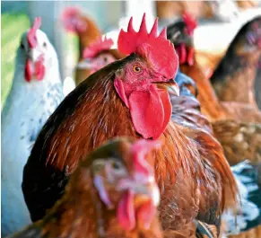  ?? Picture: 123RF — MONTICELLO ?? RCL, which owns Rainbow chicken, immediatel­y recalled products when the presence of listeria was suspected, and temporaril­y closed its Wolwehoek polony plant.