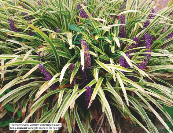  ??  ?? There are several varieties with striped leaves but L. muscari ‘Variegata’ is one of the best