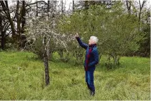  ?? Lea Suzuki/The Chronicle ?? Cindy Gallaher, co-founder of Gallaher Companies, walks on 40 acres proposed for the housing project in Sonoma County.