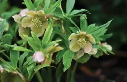  ??  ?? The Kostyshyns were very selective about what perennials they kept in their garden. This hellebore made the cut.