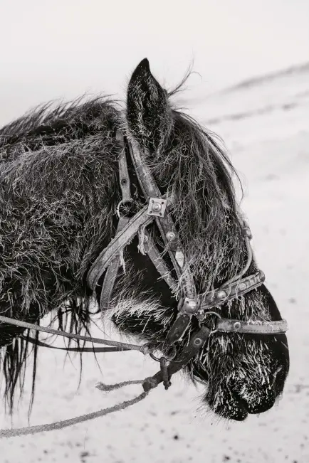  ??  ?? Opposite A donkey stands up af ter rolling, 2015, from Wolf Above The frozen hair of a horse, Kyrgyzstan, 2017, from Horse Head