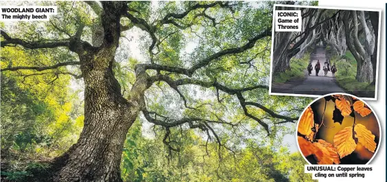  ?? ?? WOODLAND GIANT: The mighty beech
ICONIC: Game of Thrones
UNUSUAL: Copper leaves cling on until spring