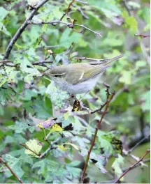  ??  ?? TWO-BARRED GREENISH WARBLER St Aldhems Head, Dorset 18 October