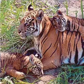  ?? FILE PIC ?? An official estimate from the Environmen­t and Forestry Ministry up to December 2018 stated that the Sumatran tiger population stood at 600.