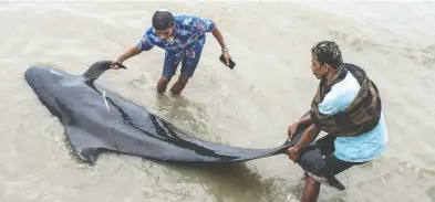  ?? JUNI KRISWANTO / AFP VIA GETTY IMAGES ?? Rescuers on Friday attempt to save a short-finned pilot whale beached in Bangkalan, on Indonesia's Madura island.