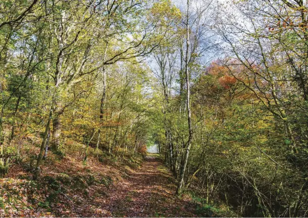  ??  ?? TOP Woodland throughout Wales is now home to a flourishin­g population of rare and elusive pine martens, which may help regulate the grey squirrel population