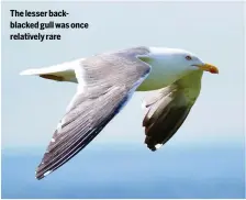  ?? ?? The lesser backblacke­d gull was once relatively rare