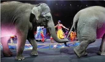  ?? Bild: BILL SIKES/TT ?? CIRKUS. Den här insändaren handlar inte om det ska finnas vilda (tämjda djur) på cirkusar. Det jag vill ta upp är de metoder som dessa djurrättso­rganisatio­ner använder sig av.