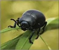  ?? Picture: Ricky Ashanollah ?? Ground Beetle