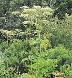  ??  ?? The giant hogweed on the Monifieth path network beside the Dighty.