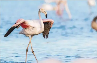  ?? Foto: Pixabay ?? Flamingos mögen keine Autos, Spaziergän­ger, Hunde und keinen Krach.