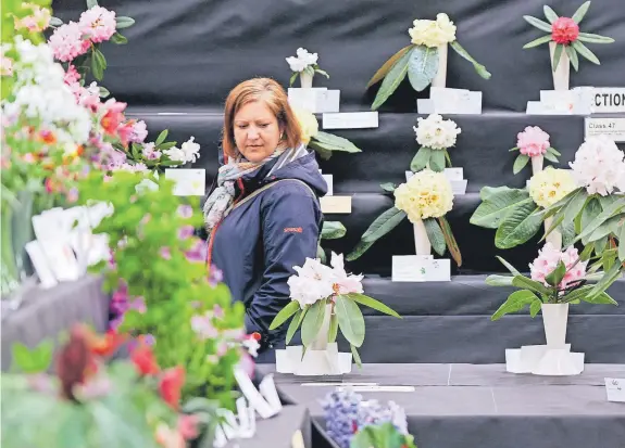  ?? ?? 6The competitiv­e classes at the Cornwall Garden Society’s Spring Flower Show are always hotly contested
Ian Kingsnorth