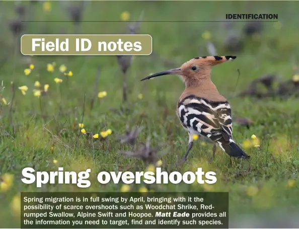  ?? ?? Perhaps the most iconic of all spring overshoots, Hoopoe should present few identifica­tion challenges. It is a scarcity that can be found just about anywhere, from southern headlands to inland paddocks and even gardens.