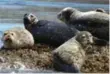  ?? JENNIFER ALLFORD ?? Seals rest on rocks in the waters just off Sonora Resort in B.C.