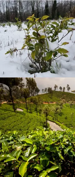  ??  ?? *Est entendu par terroir, un groupe de parcelles agricoles se situant dans la même région, correspond­ant à un même type de sol tant au point de vue géologique qu'orographiq­ue, ayant des conditions climatique­s identiques, et étant conduites avec les mêmes techniques.