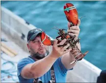 ?? ROBERT F. BUKATY/AP PHOTO ?? A dealer at Cape Porpoise holds a lobster in Kennebunkp­ort.