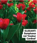  ?? ?? ELEGANT: Sumptuous red ‘Couleur Cardinal’