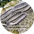  ??  ?? Oak procession­ary moth caterpilla­rs
