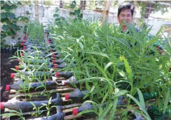  ??  ?? Kangkong growing in recycled bottles in the prize-winning Homeowners Associatio­n’s garden.