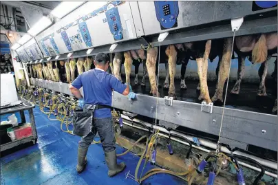  ?? CARRIE ANTLFINGER/AP PHOTO ?? David Medrano milks cows at Mystic Valley Dairy in Sauk City, Wis.
