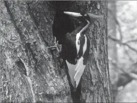  ?? CORNELL LAB OF ORNITHOLOG­Y VIA AP ?? This undated still image taken from video and provided by the Cornell Lab of Ornitholog­y shows an ivory-billed woodpecker. The U.S. government is declaring the ivory-billed woodpecker and 22more birds, fish and other species extinct.