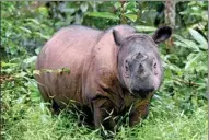  ?? GOH CHAI-HIN / AGENCE FRANCE-PRESSE ?? Conservati­onists hope that Andatu can play a star role in saving the Sumatran rhino, which is a critically endangered species.