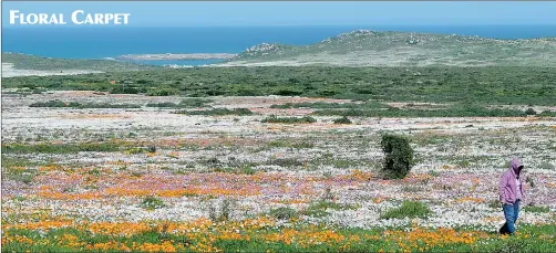 ?? PICTURE: BRENTON GEACH ?? A lone visitor strolls across a thick carpet of flowers as the usually desolate Cape West Coast bursts to life this week. West Coast National Park officials reported much higher-than-usual visitor numbers keen to take in the beautiful sights of the...